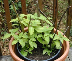 Salvia divinorum