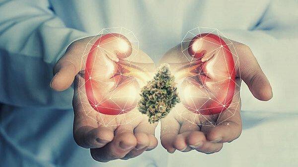 Efects of CBD on Kidneys